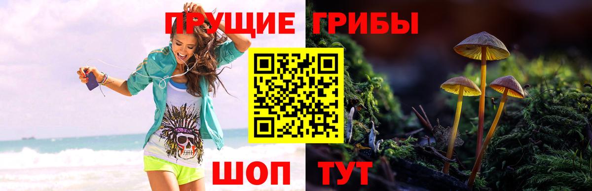 Псилоцибиновые грибы Psilocybine cubensis Артём